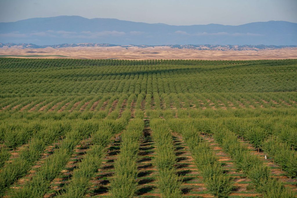 Young Green Orchard_June_2023_161-min